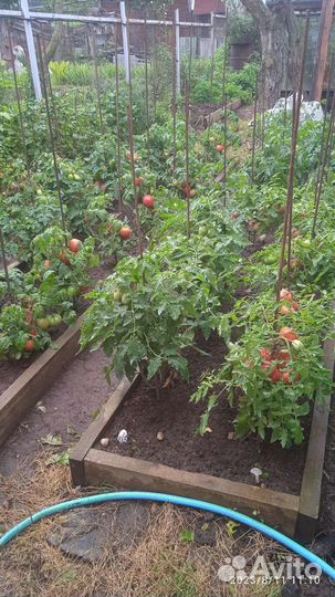 Рассада томатов мощная и приземистая