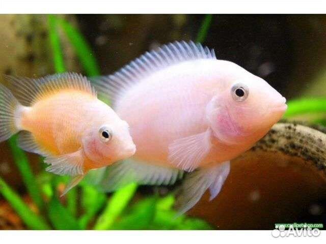 Цихлиды фламинго