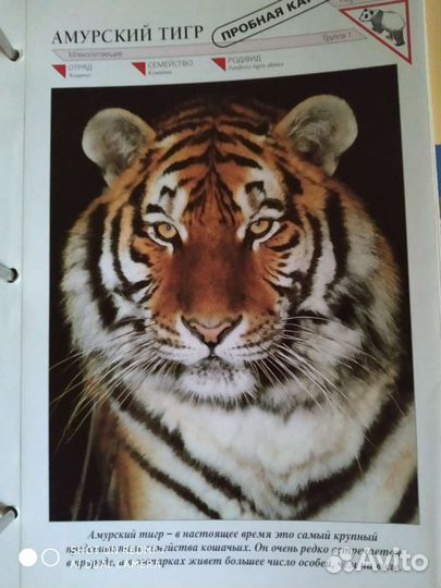 Энциклопедия животный мир планеты