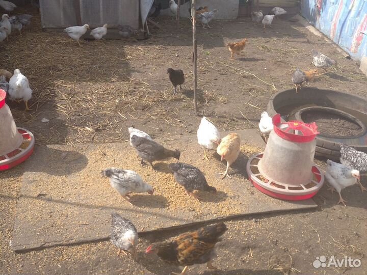 Петушки для откорма и разведения