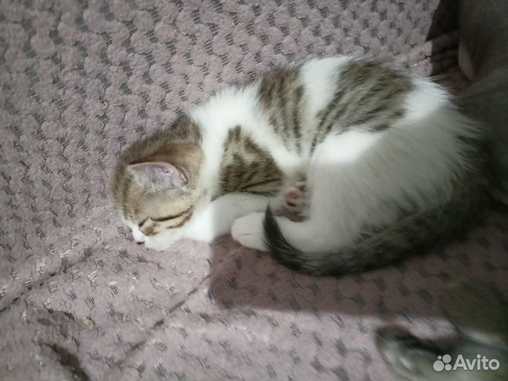 Кошка