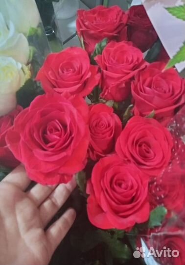 Розы оптом