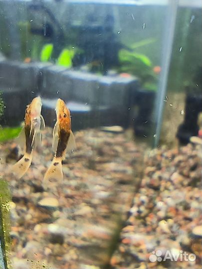 Сомики анциструсы от вуалевых родителей