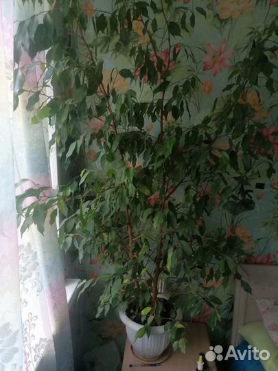Фикус бенджамина большой