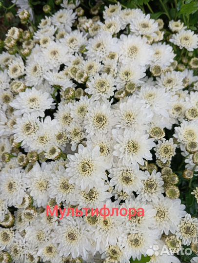 Хризантема корейская и мультифлора