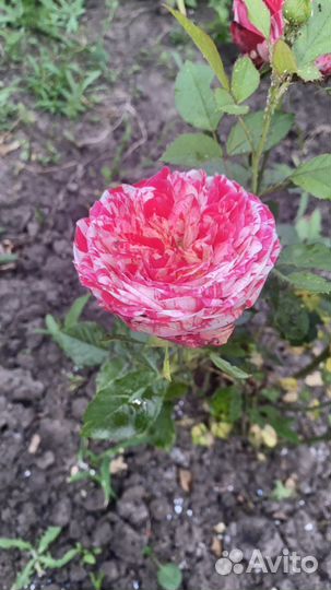 Кустовые розы