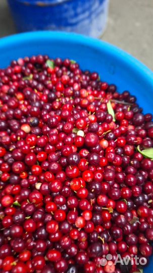 Свежая черника,голубика, морошка, брусника