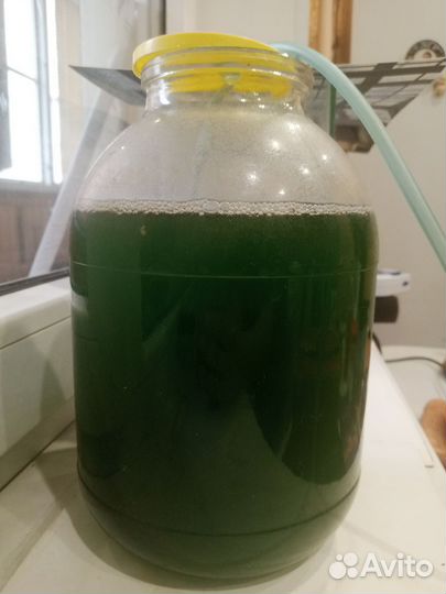 Аквариумный фитопланктон Тетраселмис