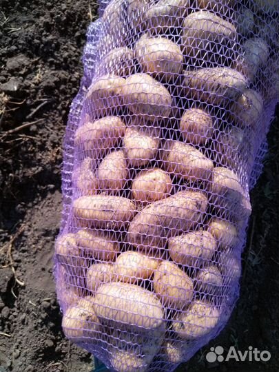 Продам картофель