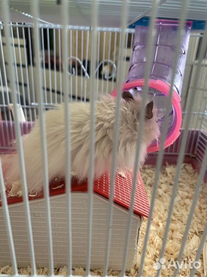 Сирийский хомяк бесплатно