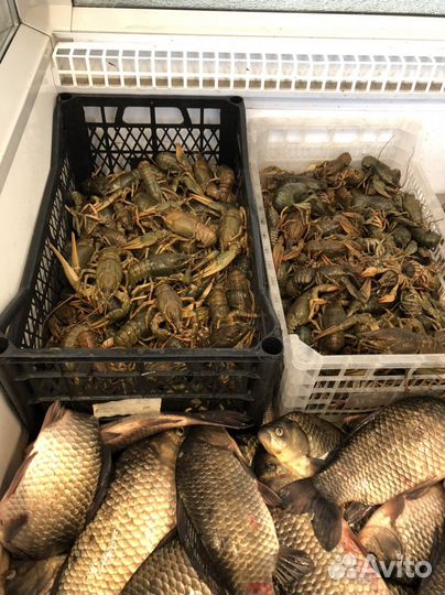 Живая рыба Титовский рынок
