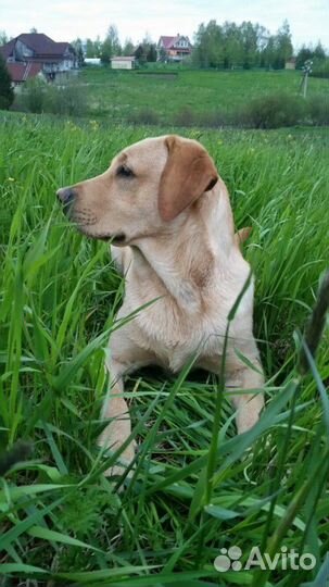 Лабрадор ретривер вязка.кабель