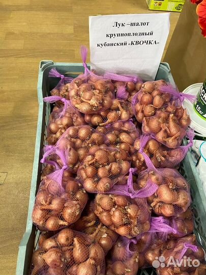 Лук семейный квочка