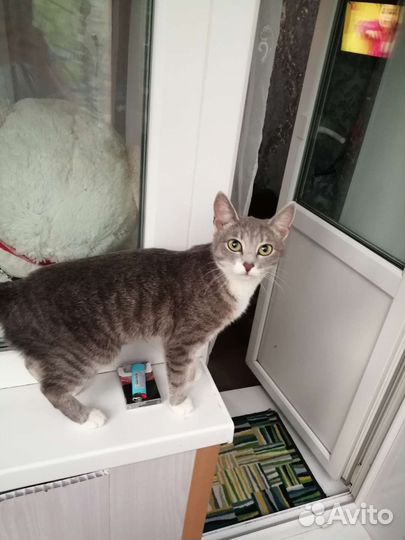 Кошка в дар бесплатно