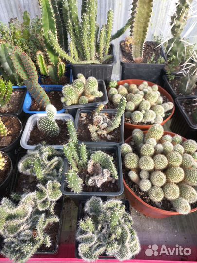 Пахифитум яйценосный из питомника растений