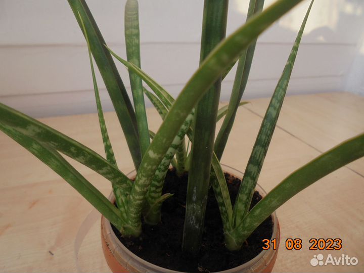 Сансевиерия цилиндрика. Доставка бесплатно