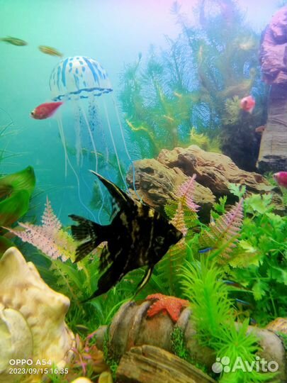 Скалярия чёрный мрамор