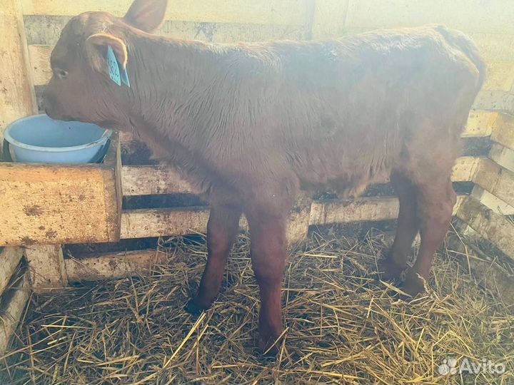 Бычки и телки с доставкой до двора