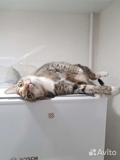 Трехцветная красавица Кира ищет дом