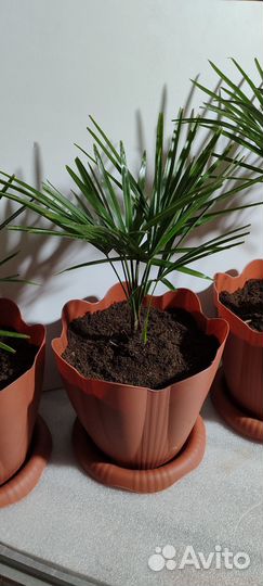 Пальма трахикарпус