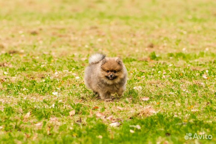 Щенок шпица