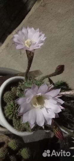 Кактус эхинопсис