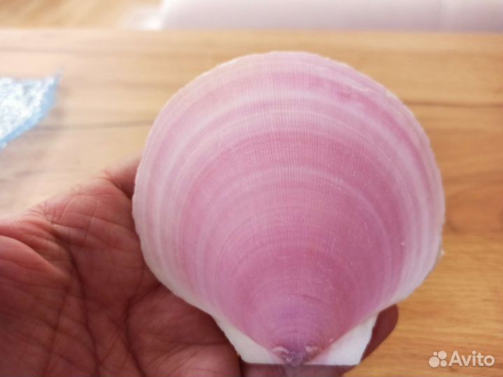 Морская раковина