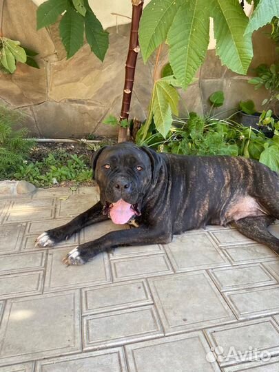 Кане-корсо в добрые руки