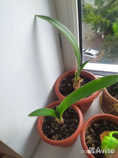 Гиппеаструм Амариллис