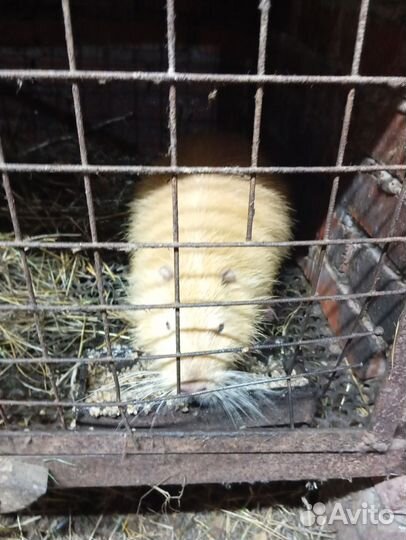 Нутрии на племя