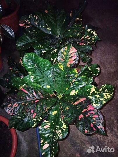 Цветы Кодиеум кротон,редкие сорта