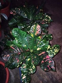 Цветы Кодиеум кротон,редкие сорта