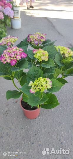 Гортензия крупнолистная в горшке