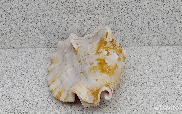 Стромбус Синуатус 11,1 морская ракушка раковина