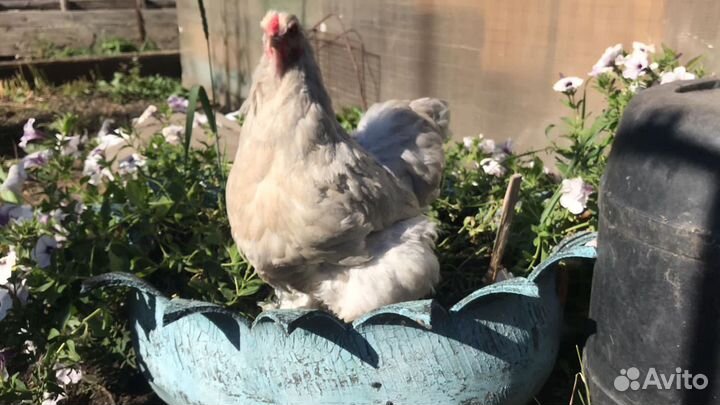 Инкубационное яйцо породистых кур