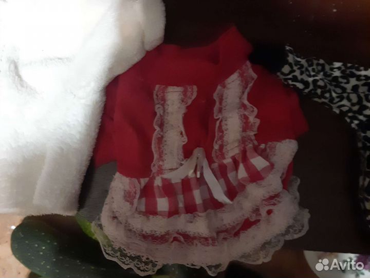 Одежда для чихуахуа