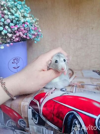 Крыса Дамбо, клетка, редкий окрас, крысята