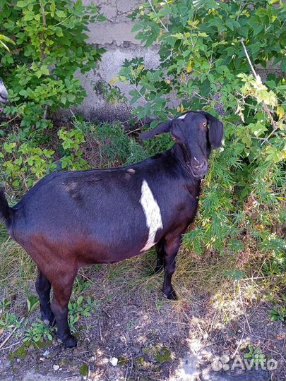 Коза дойная нубийская