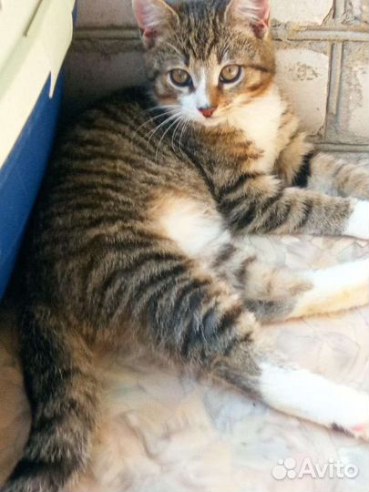 Котик ищет дом