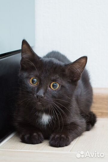 Черный котенок мальчик в добрые руки