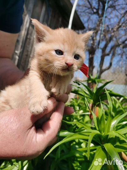 Котята в добрые руки бесплатно