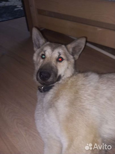 Отдам щенка