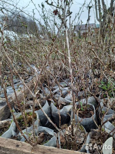 Саженцы крыжовника