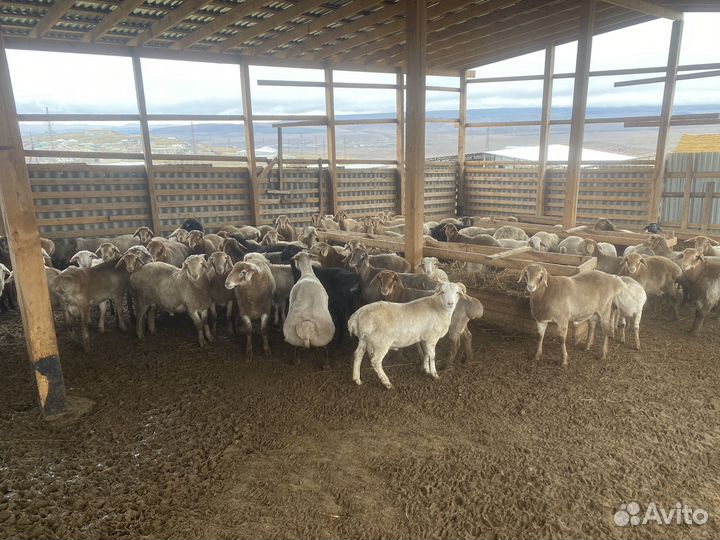 Ярки и баранчики