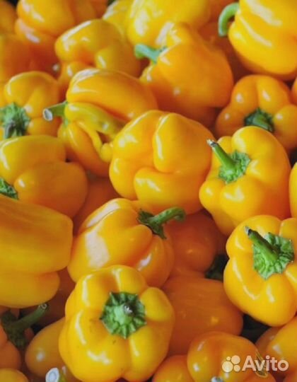 Перец сладкий желтый Сандал F1 (Adama) 5 шт, цв.п
