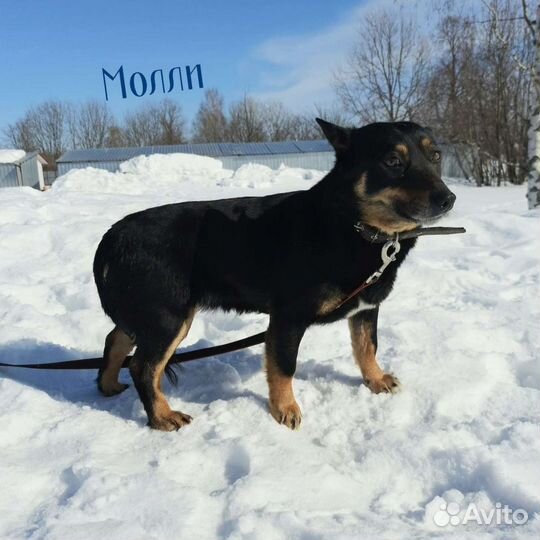 Мини собаки