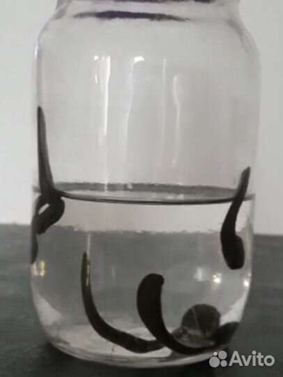 Пиявки медицинские