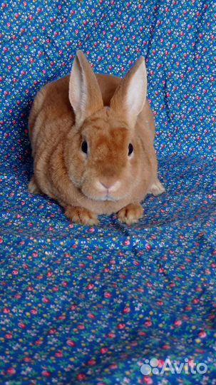 Карликовый рекс