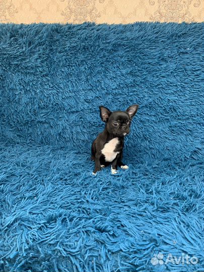 Черная девочка чихуахуа