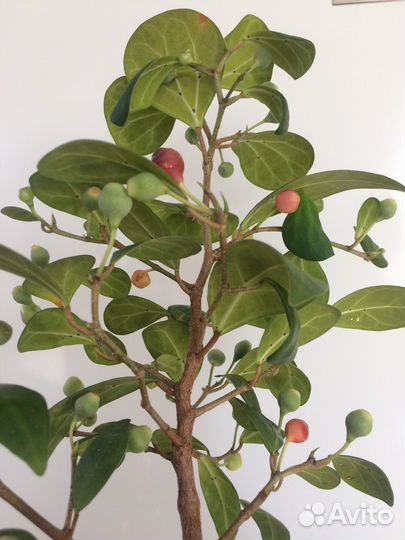 Фикус диверсифолия грин